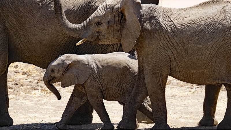 Serengeti Under Canvas